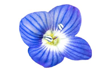 Bahçedeki mavi iris çiçeği. Beyaz arkaplan png üzerinde izole