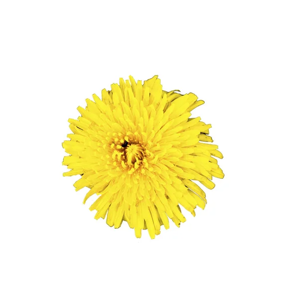 Flor Amarela Isolada Fundo Branco Png — Fotografia de Stock