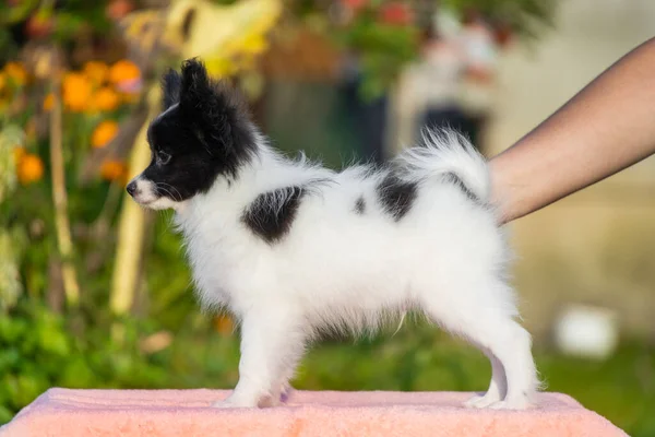 puppy papillon training for show