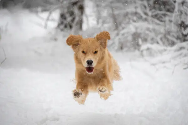 golden retriever labrador dog flies while hopping in the winter forest