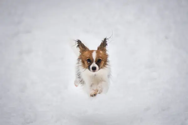 Papillon Chihuahua Spitz dog flies in a jump in the winter forest