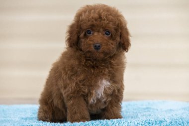güzel kıvırcık kahverengi kaniş maltipoo köpek yavrusu