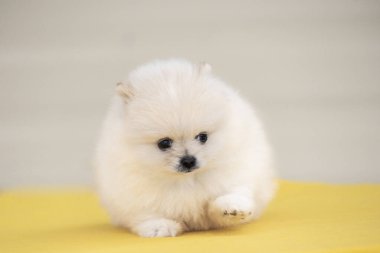 Küçük beyaz krema güzel yavru ayı Spitz Pomsky