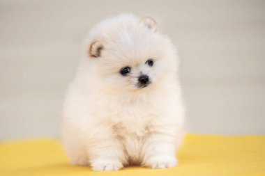 Küçük beyaz krema güzel yavru ayı Spitz Pomsky