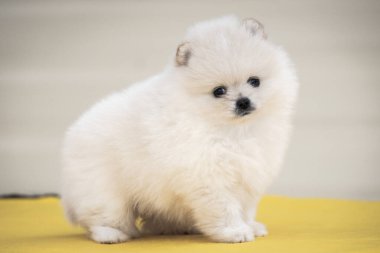 Küçük beyaz krema güzel yavru ayı Spitz Pomsky