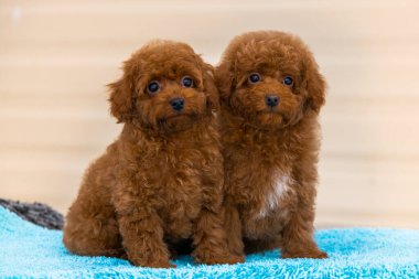 İki güzel, kıvırcık, kahverengi kaniş, maltipoo yavruları yan yana oturuyor.