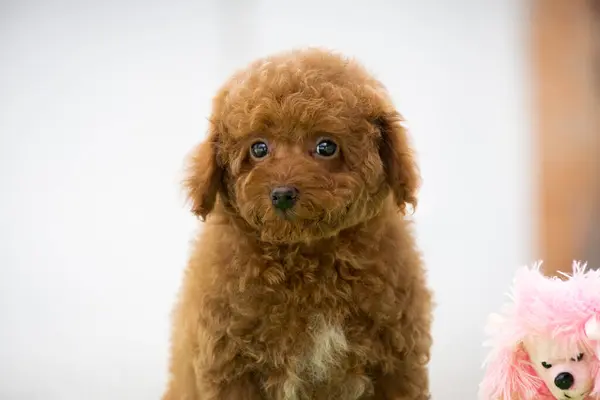 stock image beautiful little curly brown poodle maltipoo puppy