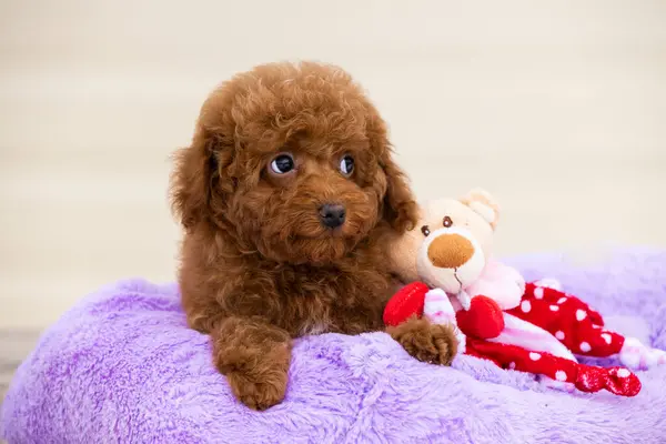 stock image beautiful little curly brown poodle maltipoo puppy