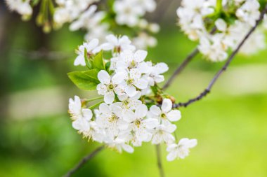 Baharda kiraz ağacının beyaz çiçekleri