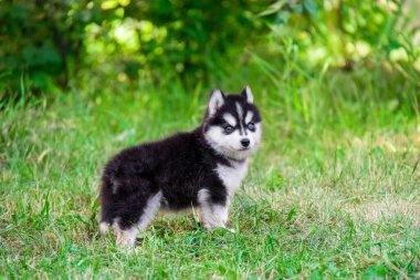 Şirin Sibirya köpeciği