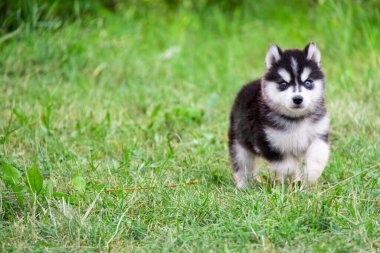 Sibirya kurdu yeşil çimlerde