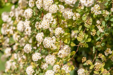 Ağacın beyaz çiçeği
