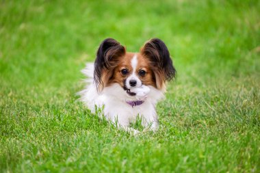 Güzel bir samur köpek Papillon Chihuahua Spaniel Oyuncak çimenlerin üzerinde yatıyor