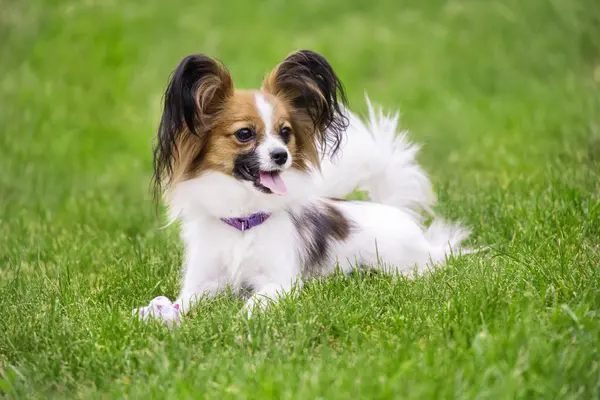 Güzel bir samur köpek Papillon Chihuahua Spaniel Oyuncak çimenlerin üzerinde yatıyor