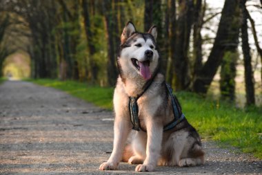 Köpek parkta bir yürüyüş yolunun arka planında oturur, malamute, Sibirya husky 'si
