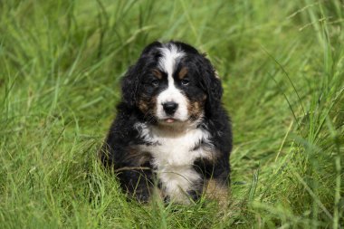 Üç renkli Bernese dağ köpeği Avustralya çoban köpeği çimenlerde oturuyor. Beyaz-kahverengi-siyah köpek yavrusu Bahçedeki çimlerde dalgalı saçlar