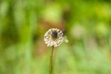 Bahçedeki güzel çiçek