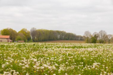 Çiçeklerle dolu güzel bir tarla.