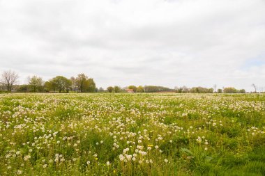 çayır çiçekler ve ağaçlar