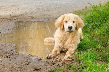Islak köpek sokakta yürüyor.