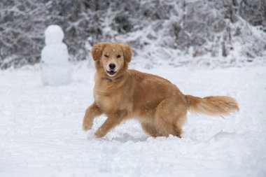Kızıl Golden Retriever köpeği karla oynayarak kış ormanlarında koşar.