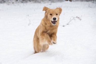 Kızıl Golden Retriever köpeği karla oynayarak kış ormanlarında koşar.