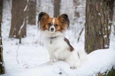Güzel bir kırmızı papillon, bir kış ormanının arka planında bir kütüğün üzerinde oturur.