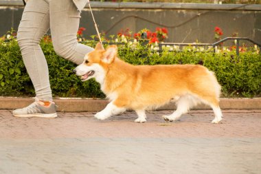 Kızıl Galli Corgi Pembroke yeşil parktaki bir köpek gösterisinde koşuyor.