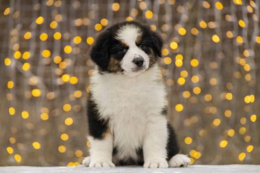 İki aylık Avustralyalı Border Collie köpeği battaniyeye oturur. Arkadaki çelenkten gelen sıcak sarı bokeh.