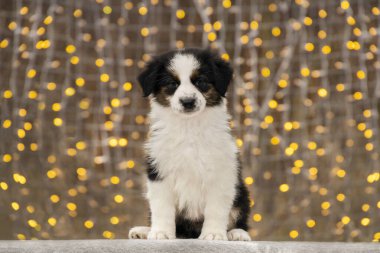 İki aylık Avustralyalı Border Collie köpeği battaniyeye oturur. Arkadaki çelenkten gelen sıcak sarı bokeh.