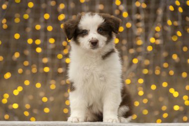İki aylık Avustralyalı Border Collie köpeği battaniyeye oturur. Arkadaki çelenkten gelen sıcak sarı bokeh.