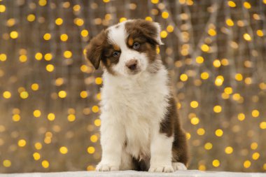 İki aylık Avustralyalı Border Collie köpeği battaniyeye oturur. Arkadaki çelenkten gelen sıcak sarı bokeh.