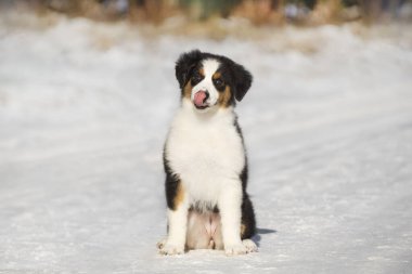 Avustralyalı üç renkli çoban köpeğinin portresi. Fotoğraflar kışın, arka planda kar var.