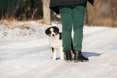 Tricolor Avustralya çoban köpeği korkuyor ve bir insanın arkasına saklanıyor. kış fotoğrafı