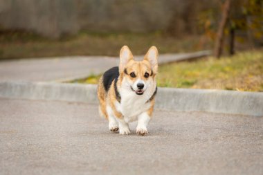 Üç renkli bir Pembroke Welsh Corgi toplantıya doğru koşuyor. Hareket halindeki bir köpeğin fotoğrafı.