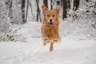 Golden retriever atlayışının fotoğrafı. Köpek bir çam ormanında koşar.
