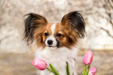 Pembe laleli kırmızı Chihuahua Papillon Oyuncak Spaniel. Bahar Fotoğrafı