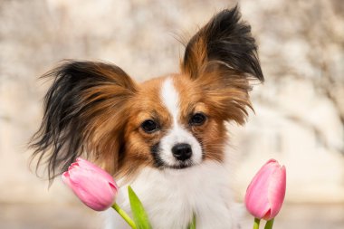 Pembe laleli kırmızı Chihuahua Papillon Oyuncak Spaniel. Bahar Fotoğrafı