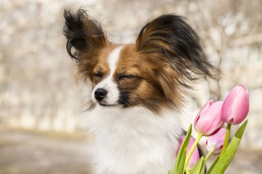 Papillon Chihuahua oyuncağı lalelerle, kapalı gözlerle, rüzgarı yüzüyle yakalıyor. Yavru köpek baharın tadını çıkarıyor