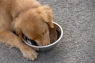 Golden Retriever kaldırımda yatıyor ve bir kaseden yemek yiyor. yakın plan fotoğraf