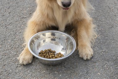 Arka planda köpek patileri ve asfalt üzerinde yatan köpeklerle dolu bir kase. Köpek patileri arasında köpek mamasıyla bovling