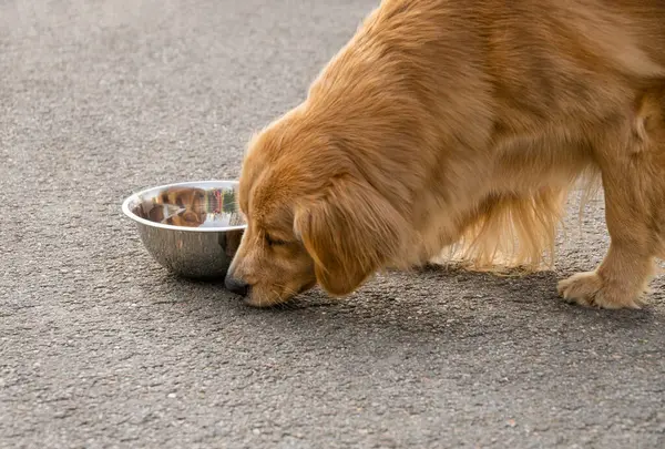 Golden Retriever Labrador kaseden yemek yiyor. Köpek yemek topluyor, kasesinin etrafına kırıntılar saçıyor.