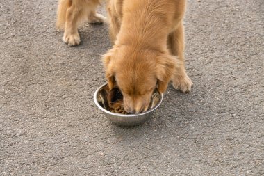Kırmızı av köpeği kaldırımda duran bir kase köpek mamasından yer. Köpekler sokakta yemek yer.