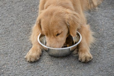 Golden Retriever kaldırımda yatıyor ve bir kaseden yemek yiyor. yakın plan fotoğraf
