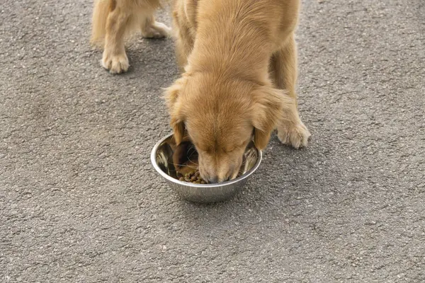 Kırmızı av köpeği kaldırımda duran bir kase köpek mamasından yer. Köpekler sokakta yemek yer.