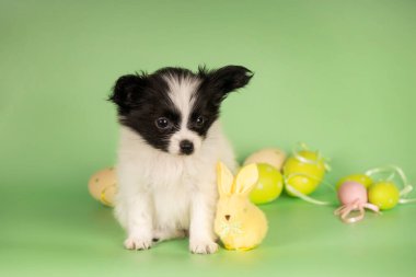 Pastel renkli Paskalya yumurtalarıyla çevrili yeşil arka planda oturan sevimli papillon köpek yavrusu. Tatil temalı hayvan fotoğrafçılığı.