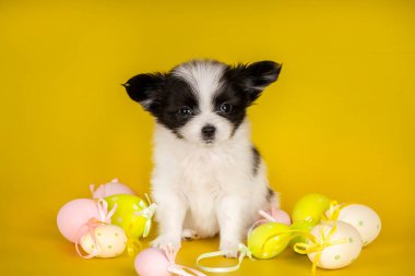 Sarı arka planda oturan şirin papillon köpek yavrusu pastel renkli Paskalya yumurtalarıyla çevrili. Tatil temalı hayvan fotoğrafçılığı.