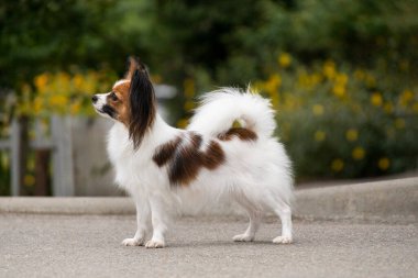 Şovda duran zarif Papillon köpeği açık havada poz veriyor. Köpeğin kahverengi yamalı beyaz bir ceketi ve kelebek kulakları var..