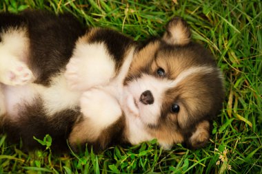 Taze yeşil çimenlerde sırt üstü uzanmış tüylü Corgi yavrusu meraklı gözlerle yukarı bakıyor. Rahat ve neşeli bir an. Çok şirin köpek.