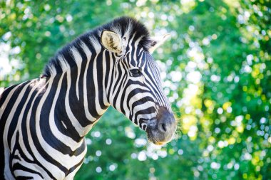 Zebra, yeşil bulanık yeşillik arka planına karşı